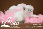 Livia ist 7 Wochen alt ( 02.07.2021 )