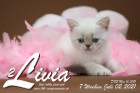 Livia ist 7 Wochen alt ( 02.07.2021 )