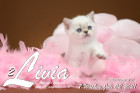 Livia ist 7 Wochen alt ( 02.07.2021 )