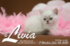 Livia ist 7 Wochen alt ( 02.07.2021 )