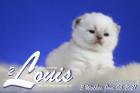Louis ist 3 Wochen alt ( 05.06.2021 )