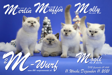 Unser M2-Wurf ist in der 11.Lebenswoche ( 11.12.2021 )