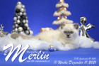 Merlin ist in der 11.Lebenswoche ( 11.12.2021 )