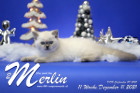Merlin ist in der 11.Lebenswoche ( 11.12.2021 )