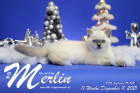 Merlin ist in der 11.Lebenswoche ( 11.12.2021 )