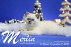 Merlin ist in der 11.Lebenswoche ( 11.12.2021 )