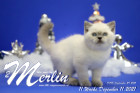 Merlin ist in der 11.Lebenswoche ( 11.12.2021 )