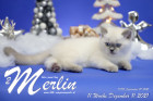 Merlin ist in der 11.Lebenswoche ( 11.12.2021 )