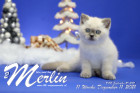 Merlin ist in der 11.Lebenswoche ( 11.12.2021 )