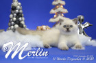 Merlin ist in der 11.Lebenswoche ( 11.12.2021 )