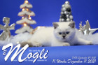 Mogli ist in der 11.Lebenswoche ( 11.12.2021 )