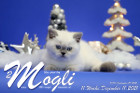 Mogli ist in der 11.Lebenswoche ( 11.12.2021 )