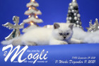 Mogli ist in der 11.Lebenswoche ( 11.12.2021 )