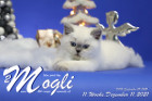 Mogli ist in der 11.Lebenswoche ( 11.12.2021 )