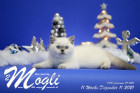 Mogli ist in der 11.Lebenswoche ( 11.12.2021 )