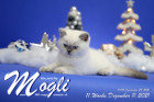 Mogli ist in der 11.Lebenswoche ( 11.12.2021 )