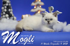 Mogli ist in der 11.Lebenswoche ( 11.12.2021 )