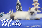 Molly ist in der 11.Lebenswoche ( 11.12.2021 )