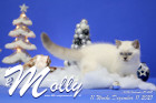 Molly ist in der 11.Lebenswoche ( 11.12.2021 )