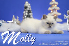 Molly ist in der 11.Lebenswoche ( 11.12.2021 )