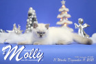 Molly ist in der 11.Lebenswoche ( 11.12.2021 )
