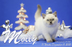 Molly ist in der 11.Lebenswoche ( 11.12.2021 )