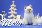 Molly ist in der 11.Lebenswoche ( 11.12.2021 )