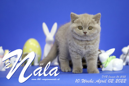 Nala ist 10 Wochen alt ( 02.04.2022 )
