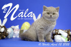 Nala ist 10 Wochen alt ( 02.04.2022 )