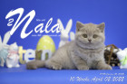 Nala ist 10 Wochen alt ( 02.04.2022 )