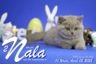 Nala ist 10 Wochen alt ( 02.04.2022 )