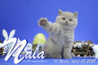Nala ist 10 Wochen alt ( 02.04.2022 )