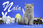 Nala ist 10 Wochen alt ( 02.04.2022 )