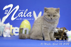 Nala ist 10 Wochen alt ( 02.04.2022 )