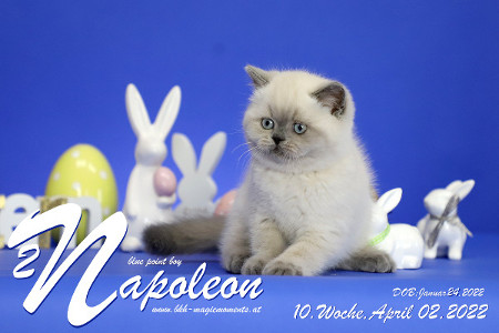 Napoleon ist 10 Wochen alt ( 02.04.2022 )