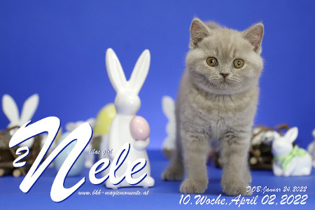 Nele ist 10 Wochen alt ( 02.04.2022 )