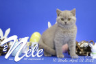 Nele ist 10 Wochen alt ( 02.04.2022 )