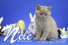 Nele ist 10 Wochen alt ( 02.04.2022 )