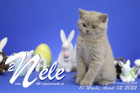 Nele ist 10 Wochen alt ( 02.04.2022 )