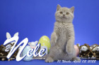 Nele ist 10 Wochen alt ( 02.04.2022 )
