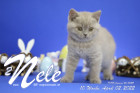 Nele ist 10 Wochen alt ( 02.04.2022 )