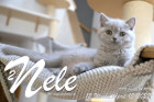 Nele ist 12 Wochen alt ( 15.04.2022 )
