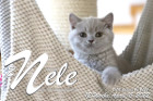 Nele ist 12 Wochen alt ( 15.04.2022 )