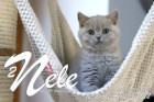 Nele ist 12 Wochen alt ( 15.04.2022 )