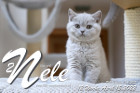 Nele ist 12 Wochen alt ( 15.04.2022 )