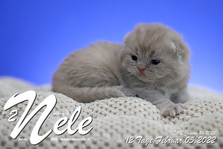 Nele ist 12 Tage alt ( 05.02.2022 )