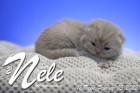 Nele ist 12 Tage alt ( 05.02.2022 )