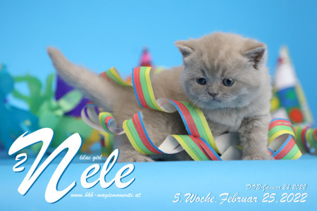 Nele ist 5 Wochen alt ( 25.02.2022 )