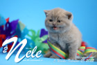 Nele ist 5 Wochen alt ( 25.02.2022 )
