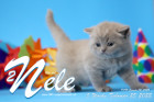 Nele ist 5 Wochen alt ( 25.02.2022 )